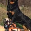Rottweiler, male puppies photo 9