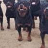 Rottweiler, male puppies photo 10