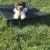 JPK9 Academy Launches Breed Specific Belgian Malinois Training Program photo 2