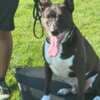 JPK9 Academy Launches Breed Specific Belgian Malinois Training Program photo 3