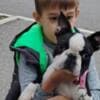 Boston Terrier male photo 1