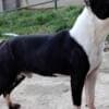 Boston Terrier male photo 2