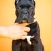Cane Corso – Beautiful Puppies photo 1