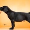 Cane Corso – Beautiful Puppies photo 2