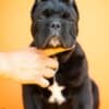 Cane Corso – Beautiful Puppies photo 3