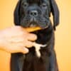 Cane Corso – Beautiful Puppies photo 4