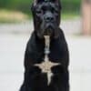 Cane Corso – Beautiful Puppies photo 5