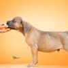 Cane Corso – Beautiful Puppies photo 6