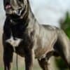 Cane Corso – Beautiful Puppies photo 8