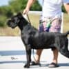 Cane Corso – Beautiful Puppies photo 9
