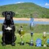 Cane Corso – Beautiful Puppies photo 10