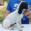 A litter of excellent English Setters photo 1