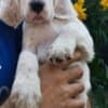A litter of excellent English Setters photo 2