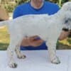 A litter of excellent English Setters photo 3