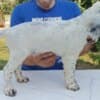 A litter of excellent English Setters photo 4