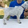 A litter of excellent English Setters photo 5