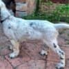 A litter of excellent English Setters photo 6