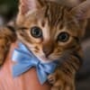 Bengal Kittens for Sale photo 1