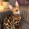 Bengal Kittens for Sale photo 2