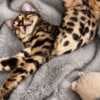 Bengal Kittens for Sale photo 3