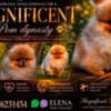 Pomeranians, exclusive puppies of Brazilian bloodline photo 1