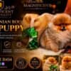 Pomeranians, exclusive puppies of Brazilian bloodline photo 4