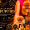 Pomeranians, exclusive puppies of Brazilian bloodline photo 5