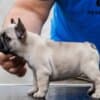 French bulldog, puppies photo 2