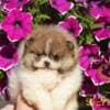 Pomeranian Spitz Puppies photo 1