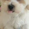Maltese – Beautiful Puppies photo 1
