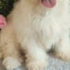 Maltese – Beautiful Puppies photo 2