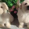 Maltese – Beautiful Puppies photo 5