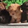 Bolonka Zwetna Puppies photo 1