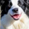 Border Collie - Border collie puppies photo 1