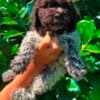 Lagotto Romagnolo puppies photo 1