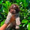 Lagotto Romagnolo puppies photo 4