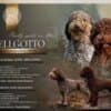 Lagotto Romagnolo puppies photo 5