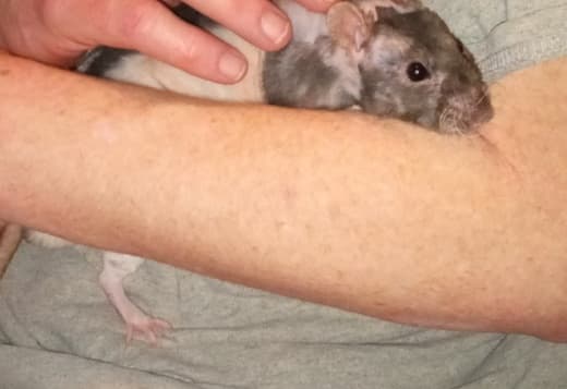 Reds Rat Safari