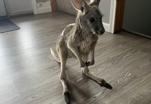 Red Kangaroo Joey Needs a Home