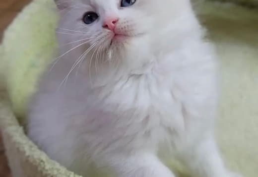 Ragdoll kittens