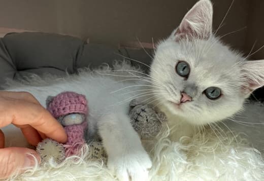 British Shorthair Kittens