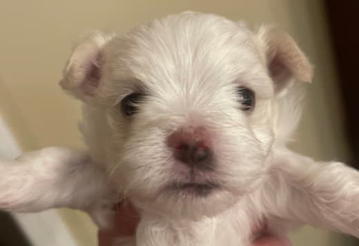 MALTESE FEMALE - ONLY ONE LEFT - CKC REGISTERED