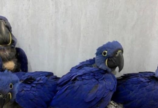 Hyacinth Macaw & Blue and Gold and Camelot macaws for sale