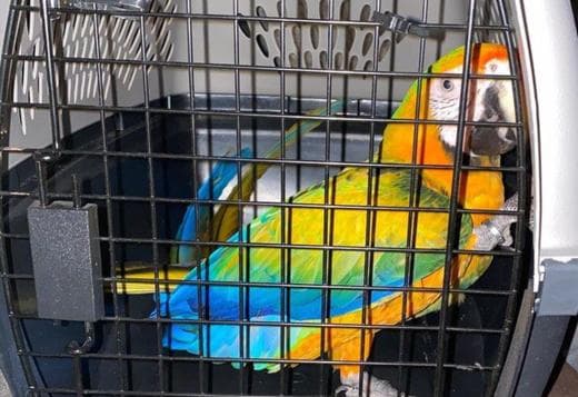 Camelot Macaws for sale