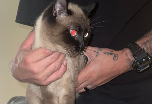 Make Siamese Kitten