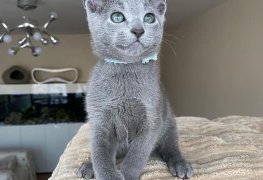 Russian Blue kitten For Sale