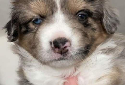 Mini Australian shepherd puppies