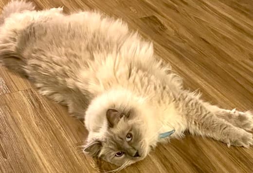 Pedigree Ragdoll  Blue seal colorpoint