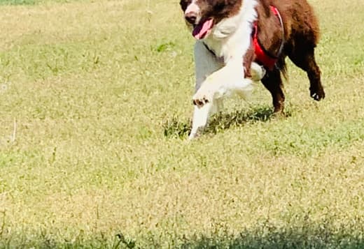 Farm Dog