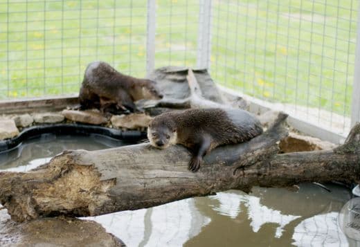 North American River Otters